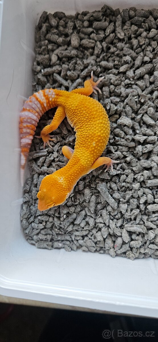 Gekončík noční - 2