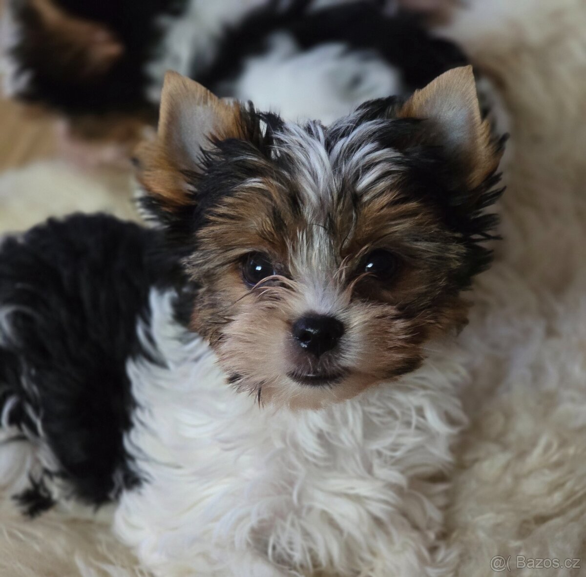 Jorkširský teriér-biewer - 2