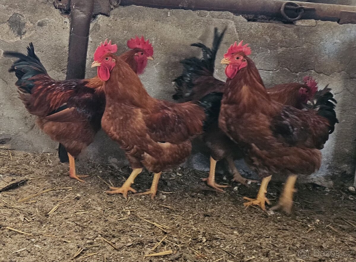 Kohouti kalimero - 2