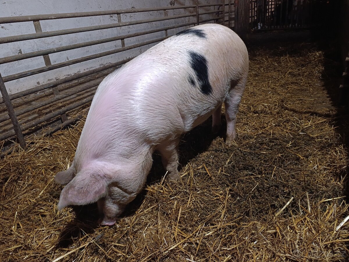 Vykrmené prasata - 2