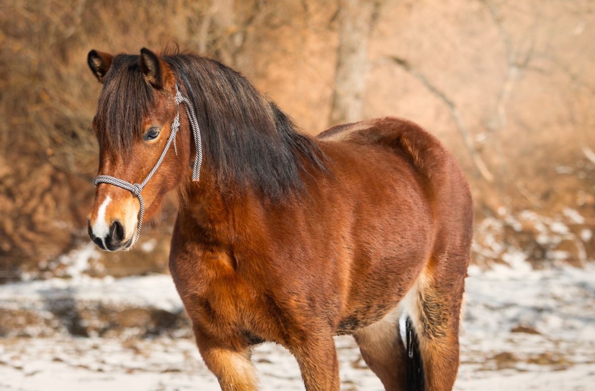 Welsh pony, poník, predaj - 2