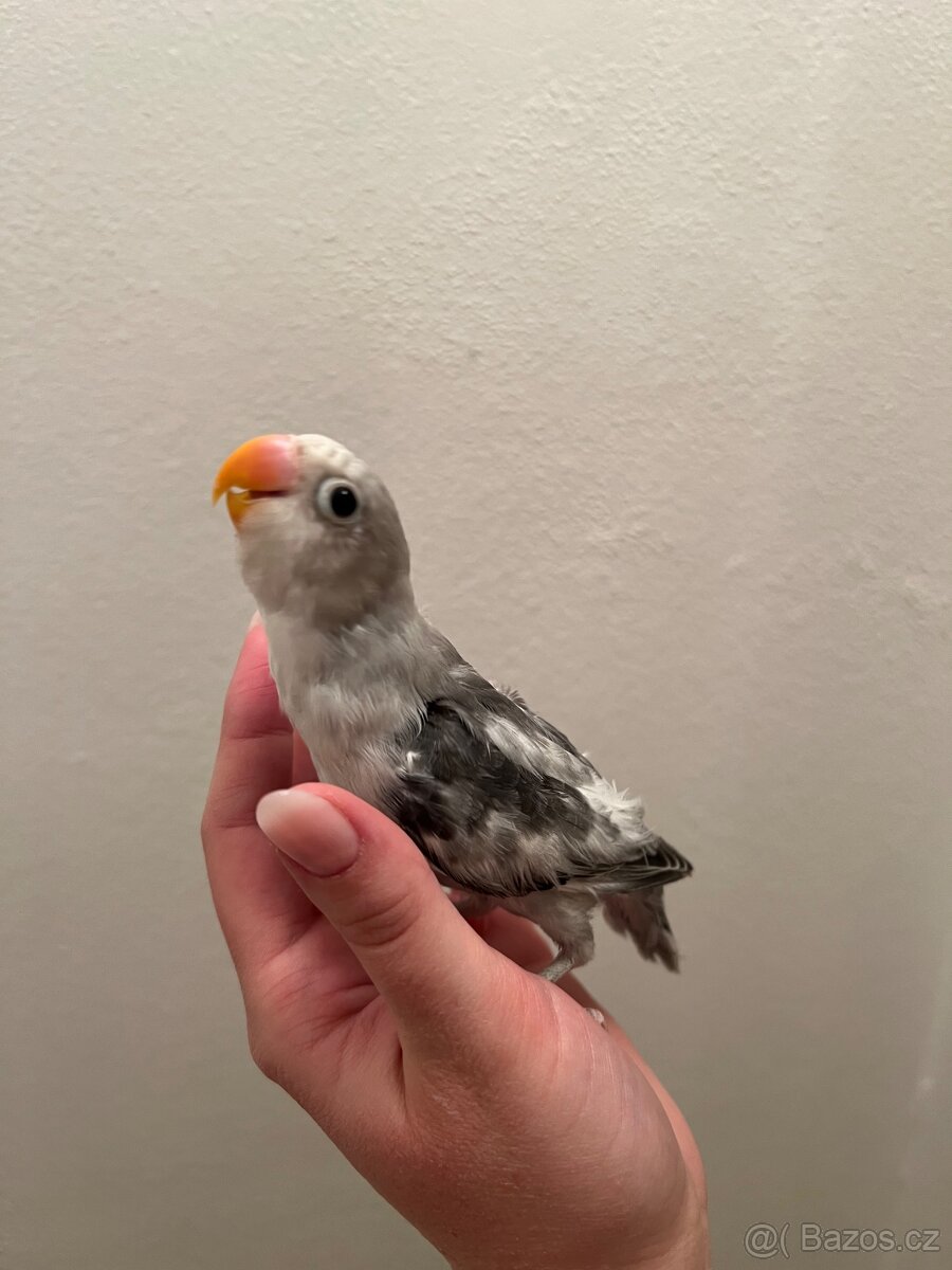 Prodám 3 mláďata agapornis - 2