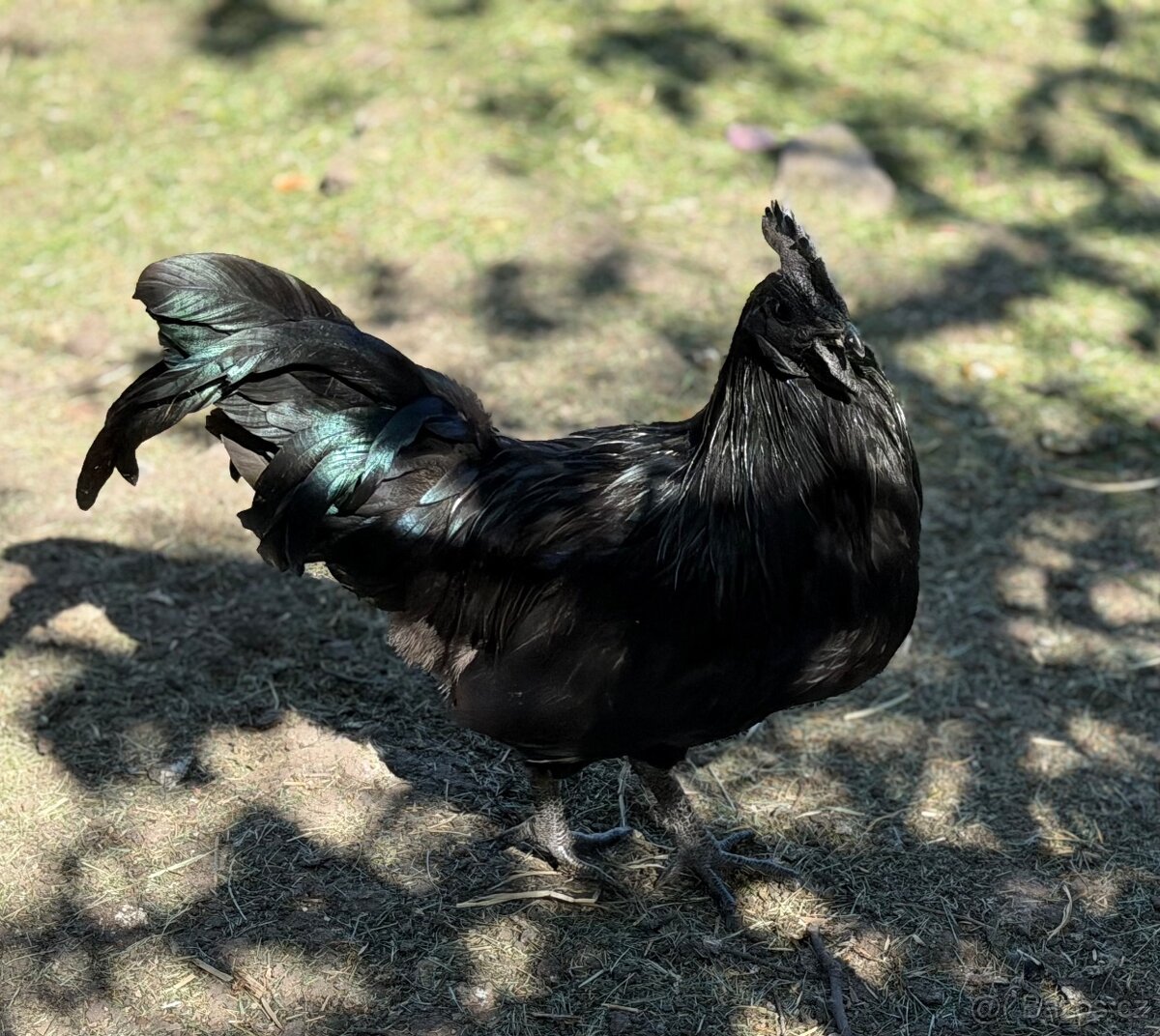 Kohout Ayam Cemani - 2