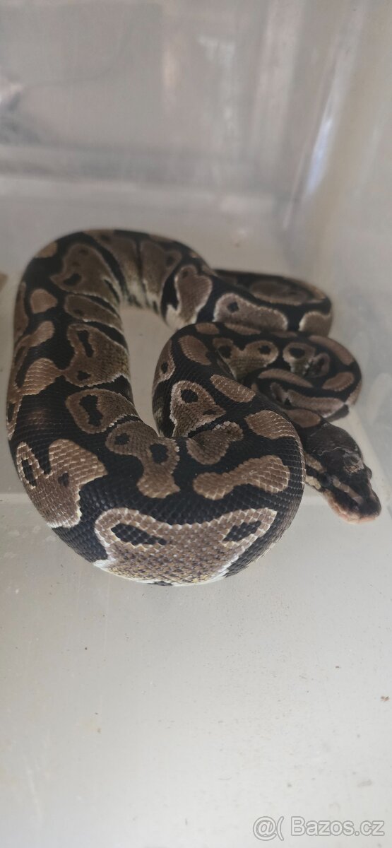Python regius - krajta královská - 2