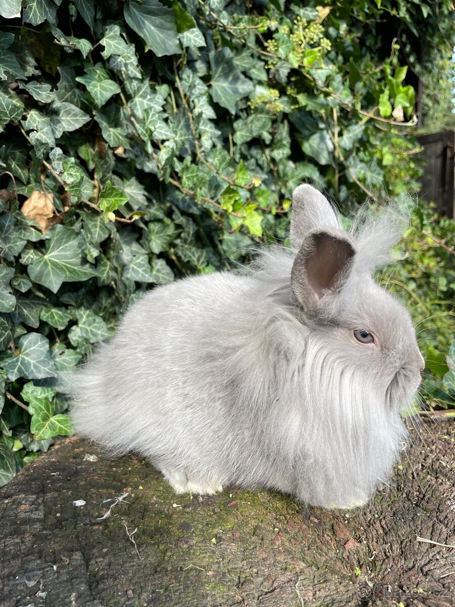 Zakrslí králíci - 2