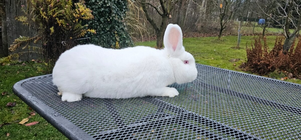 Prodam Novozelandský bily - 2