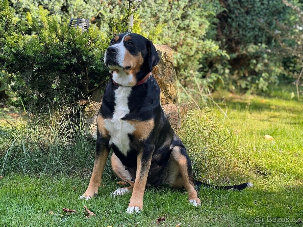 Velký švýcarský salašnický pes - rezervace štěňátek s PP - 2
