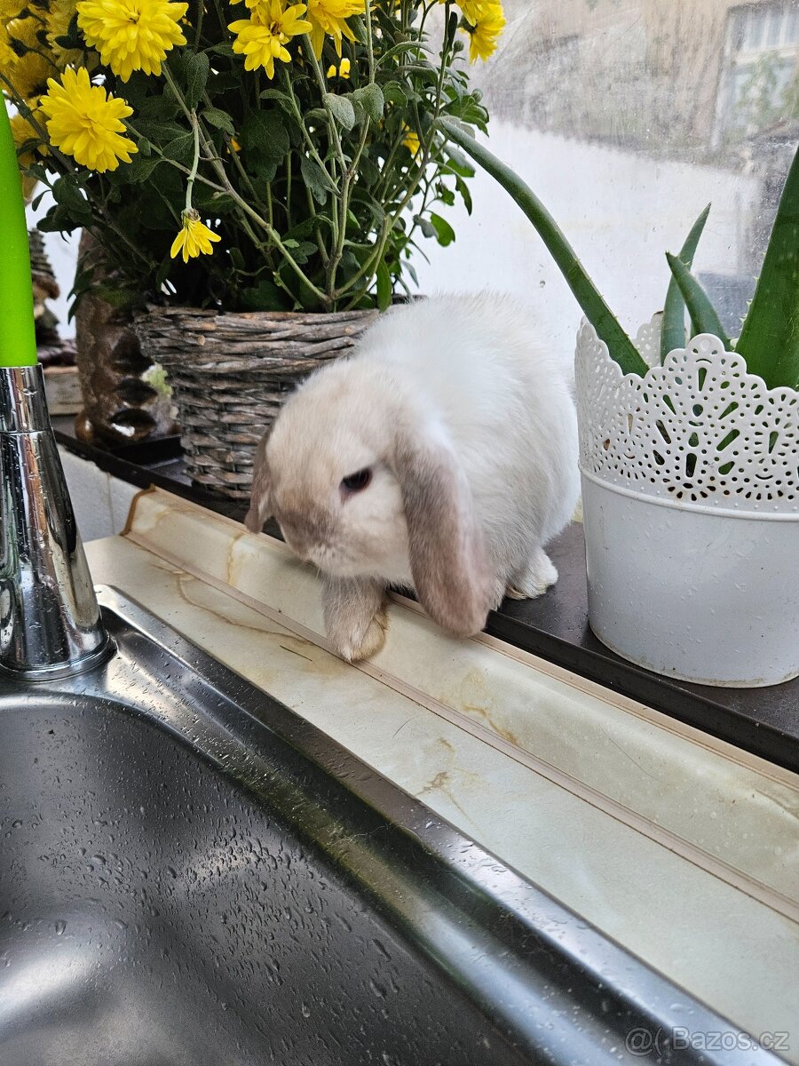 Zakrslý králík - 2