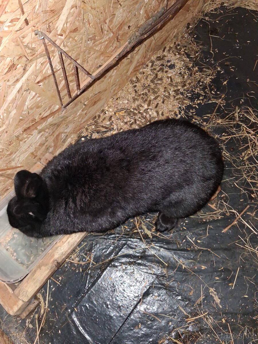 BO X BURGUNSKY KRALIK - 2