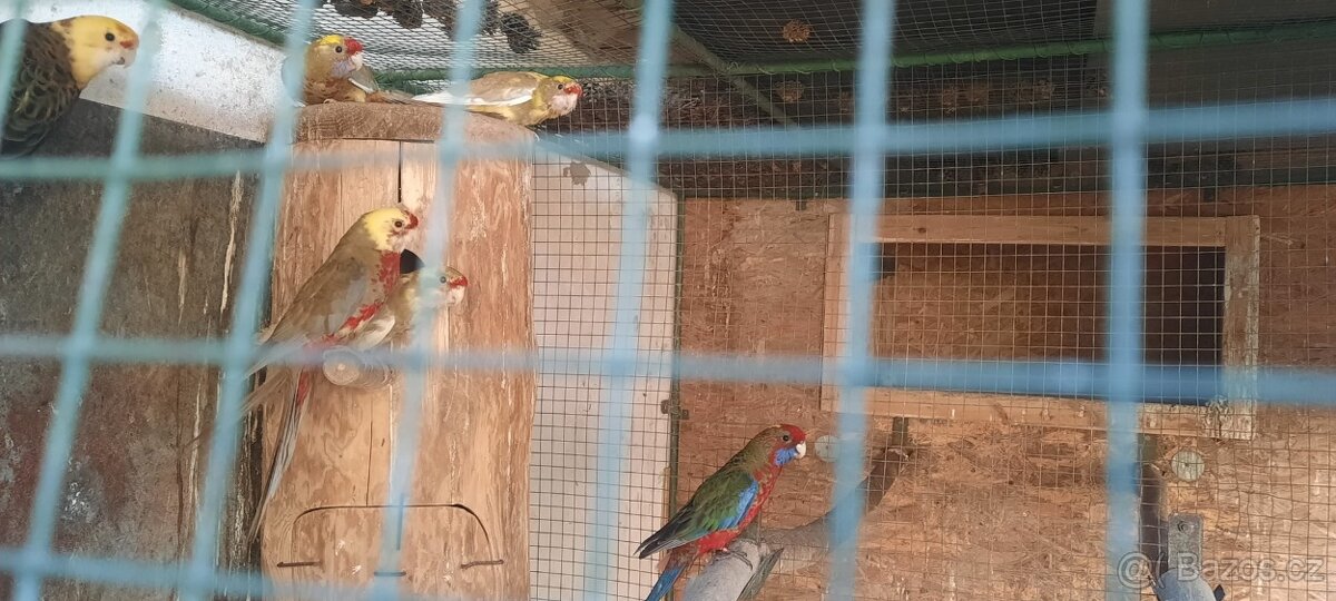 Prodám Rosela Penant straka - 2