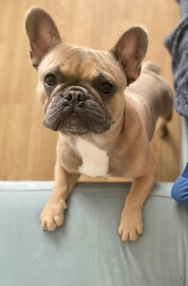 Francouzský buldoček bez PP - krytí - 2
