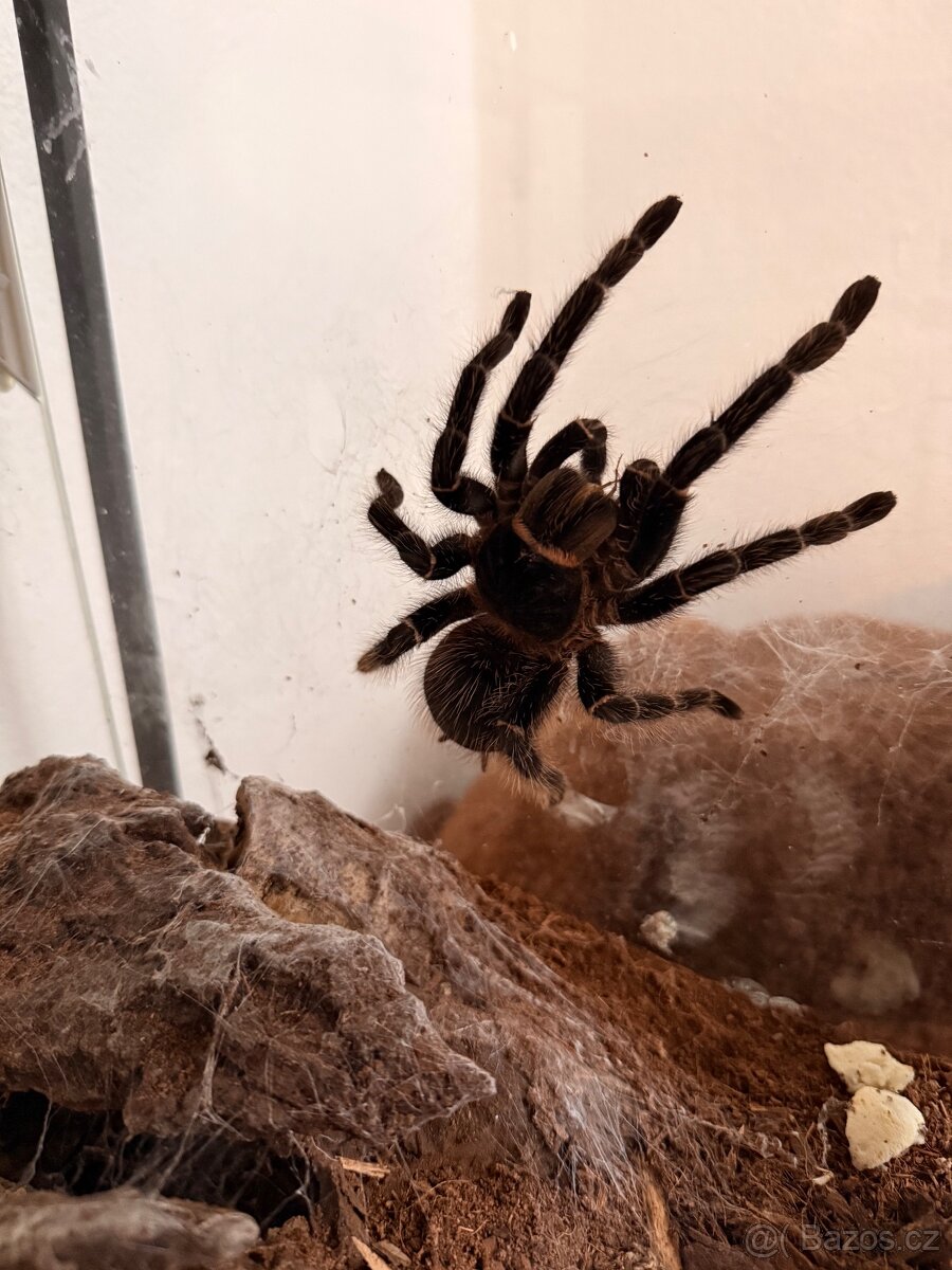 Sklípkani + terária - 2