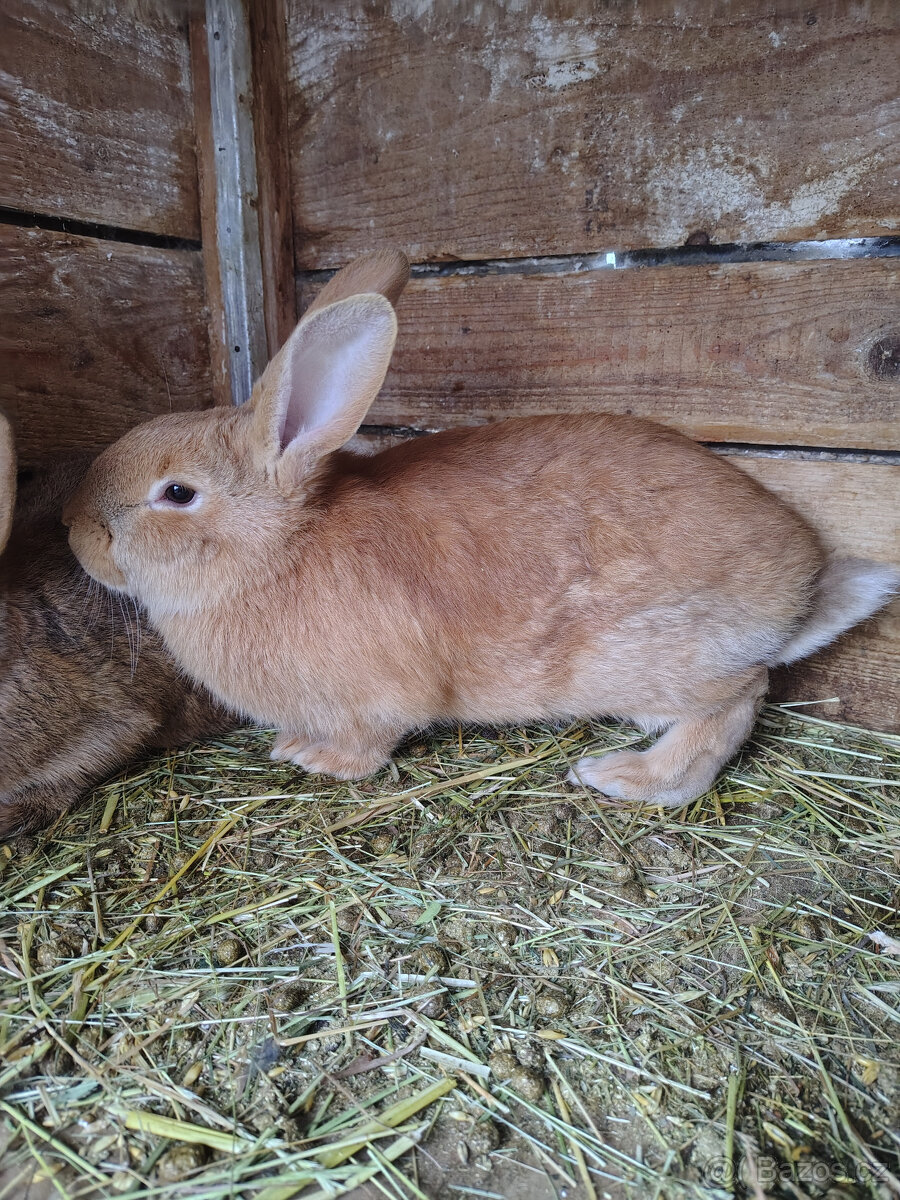 Králíci - samice - 2