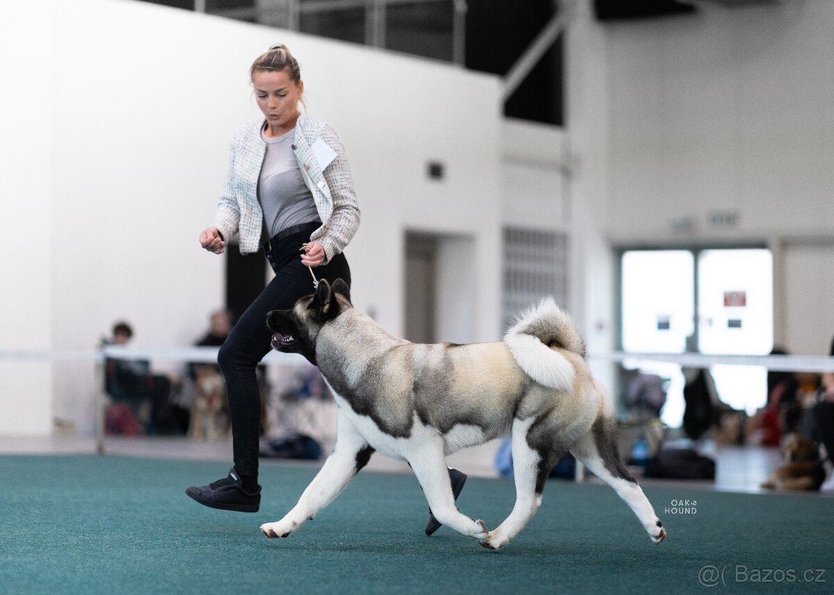 Americká akita- plánovaný vrh ,,D” - 2