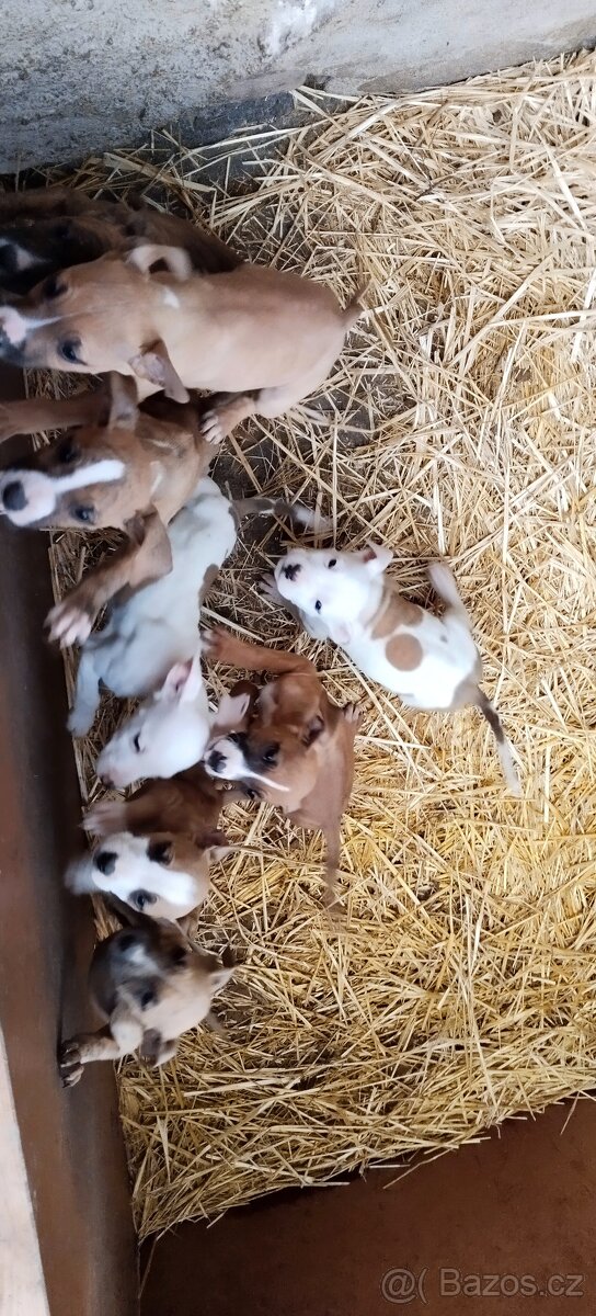 Americký stafordšírský teriér - 2