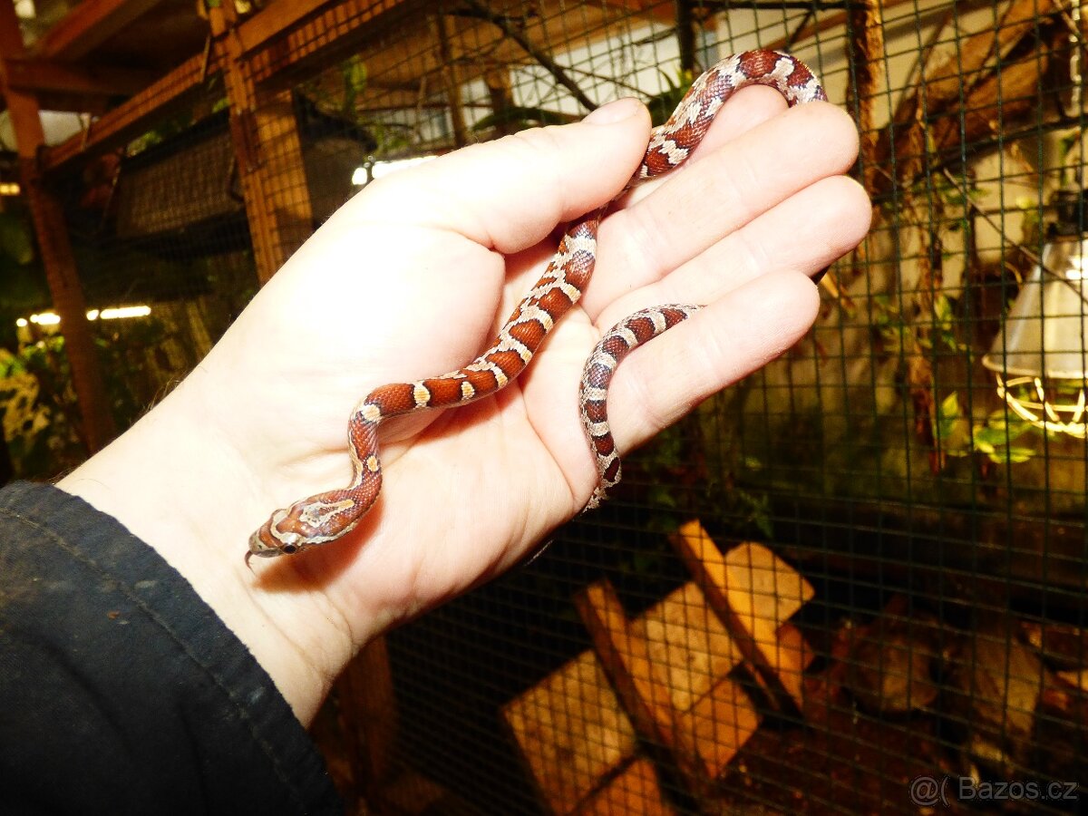 Užovka červená (Pantheropis gutatus) - 2