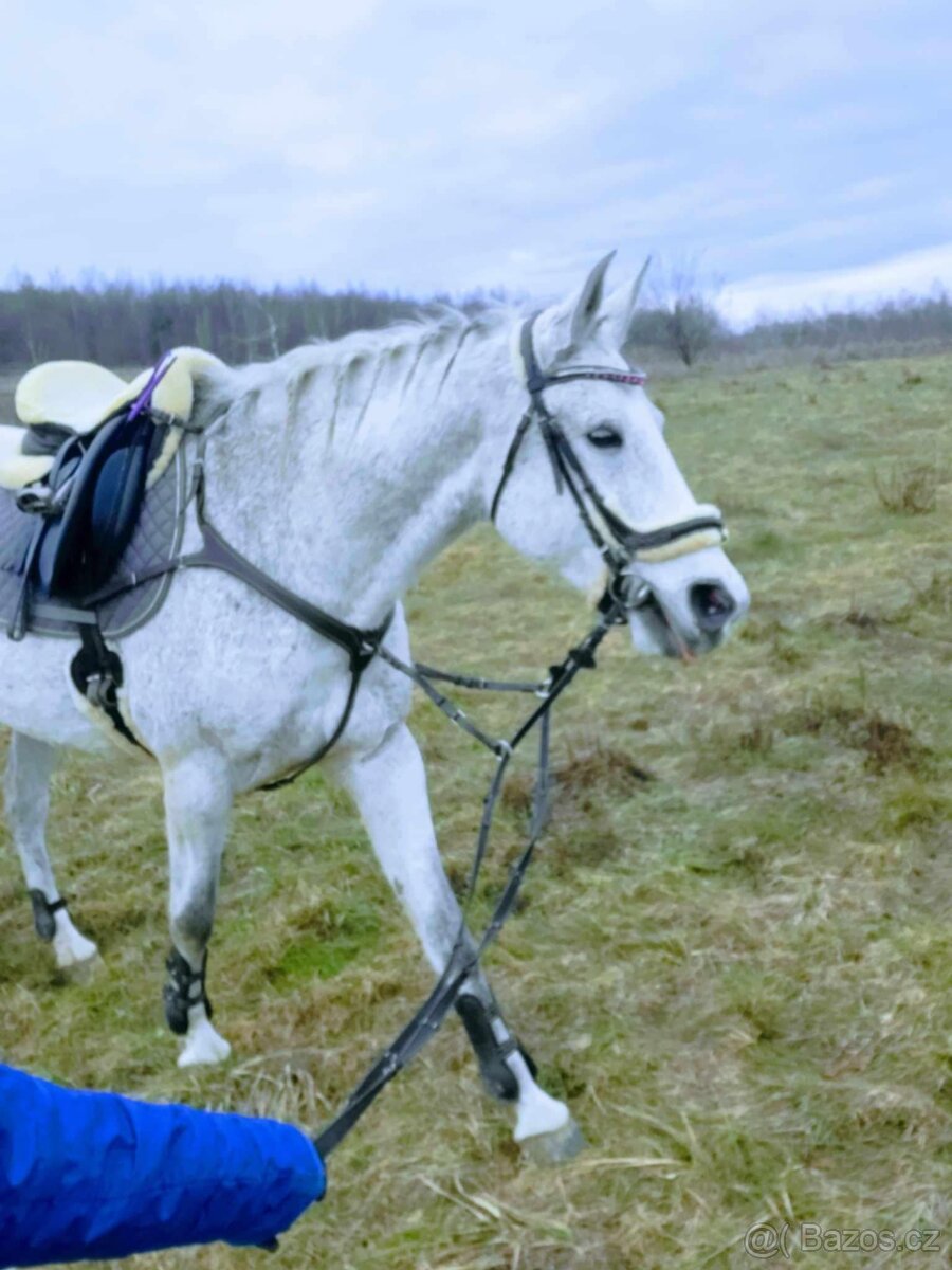 Predám 14rocnu kobylku shagia arab - 2