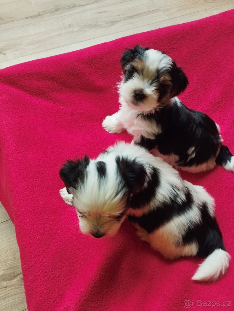 Biewer Jorkširský terier - 2