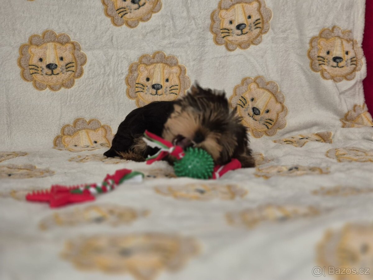 Jorkšírský teriér bez PP.(fenečka). - 2