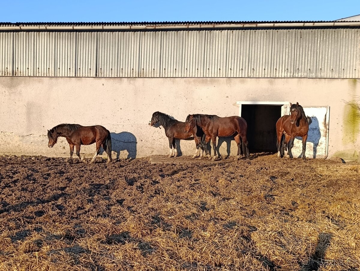 Prodám hřebce WPB, nar.1.8.2022 - 2