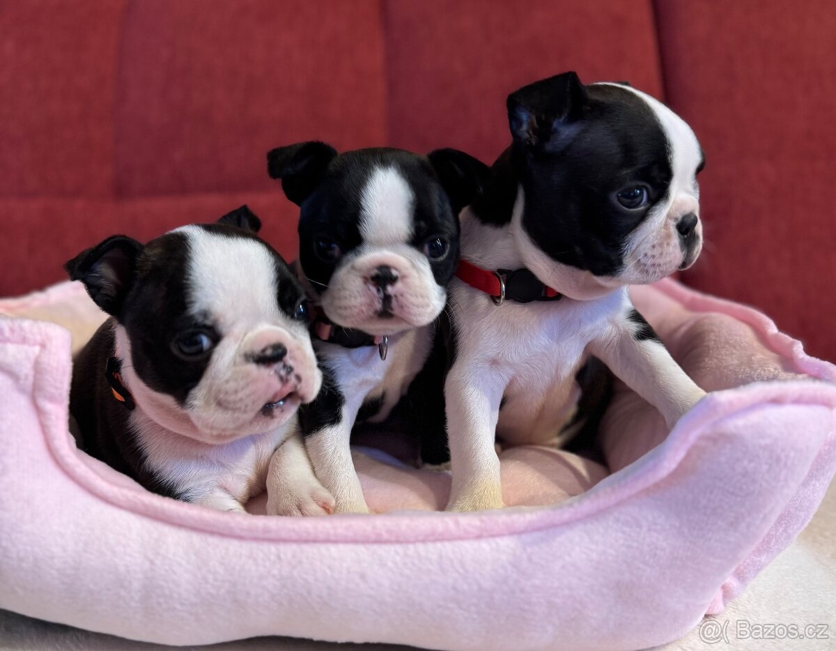 Bostonský teriér - 2