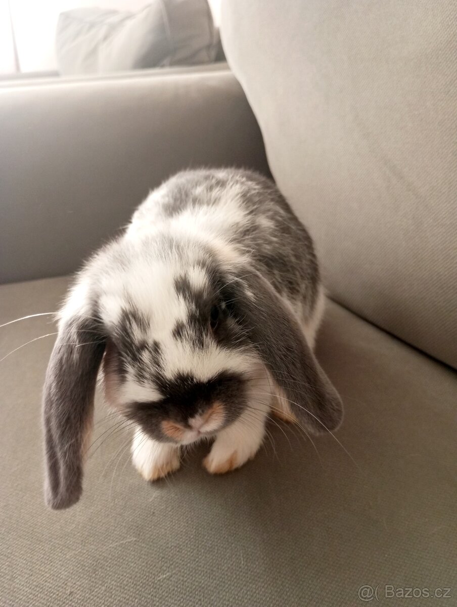 Zakrslý beránek králíček - 2