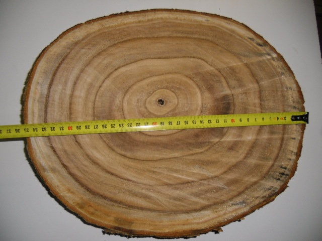 Paulownia - 2