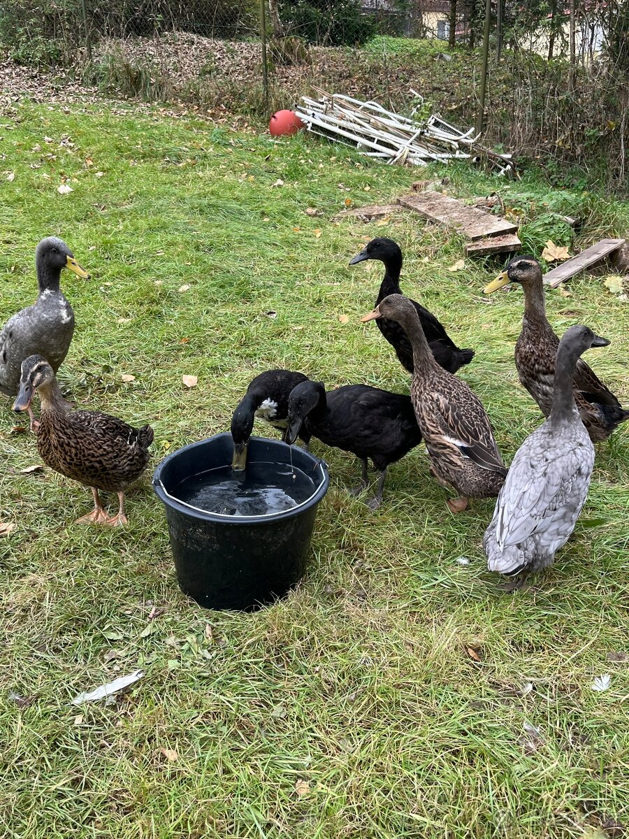 Indičtí běžci - 2