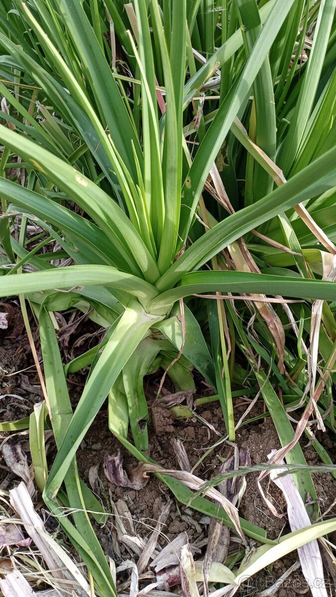 Přebytky ze zahrádky, - 2