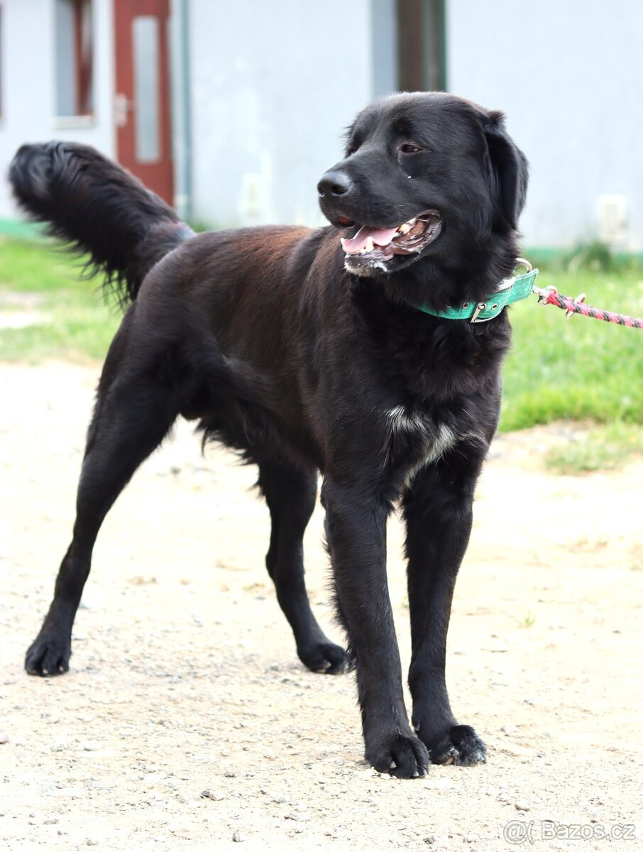 Monte ❤ hlídací retrívr ❤ - 2