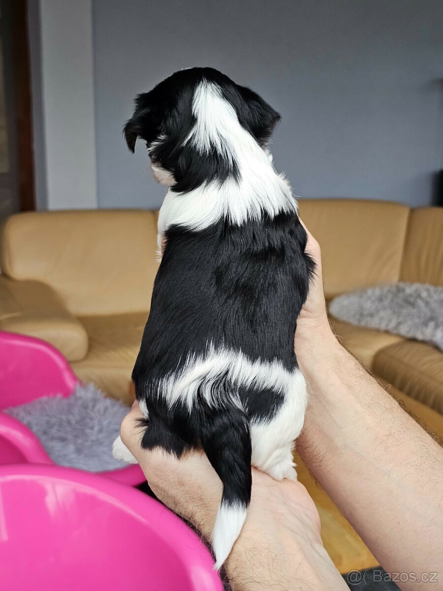 Biewer jorkšírský teriér, Yorkshire holčička s PP - 2