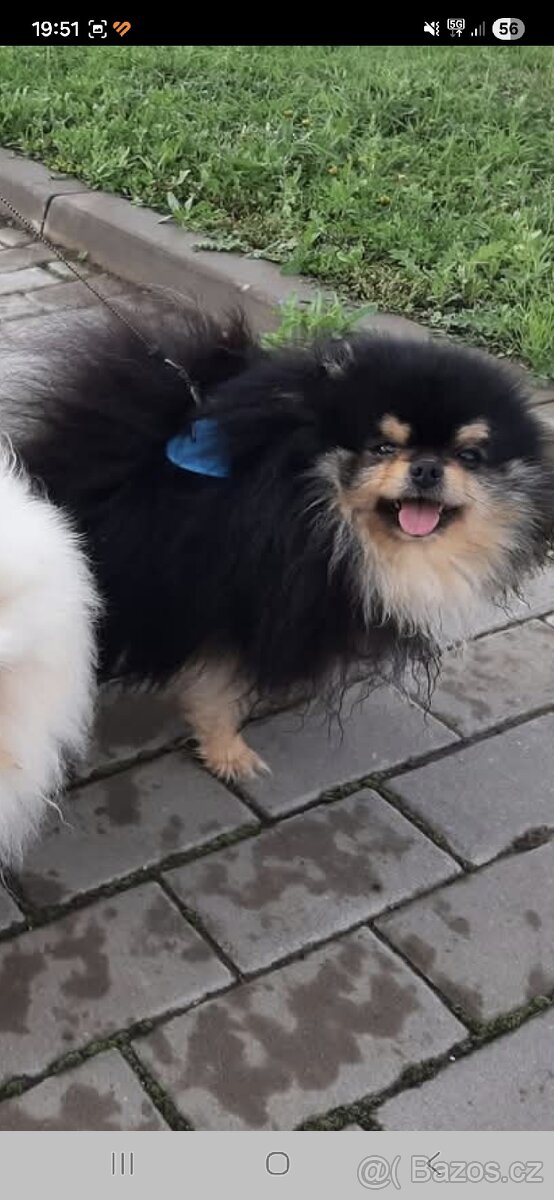 Daruji pejska kluk - 2