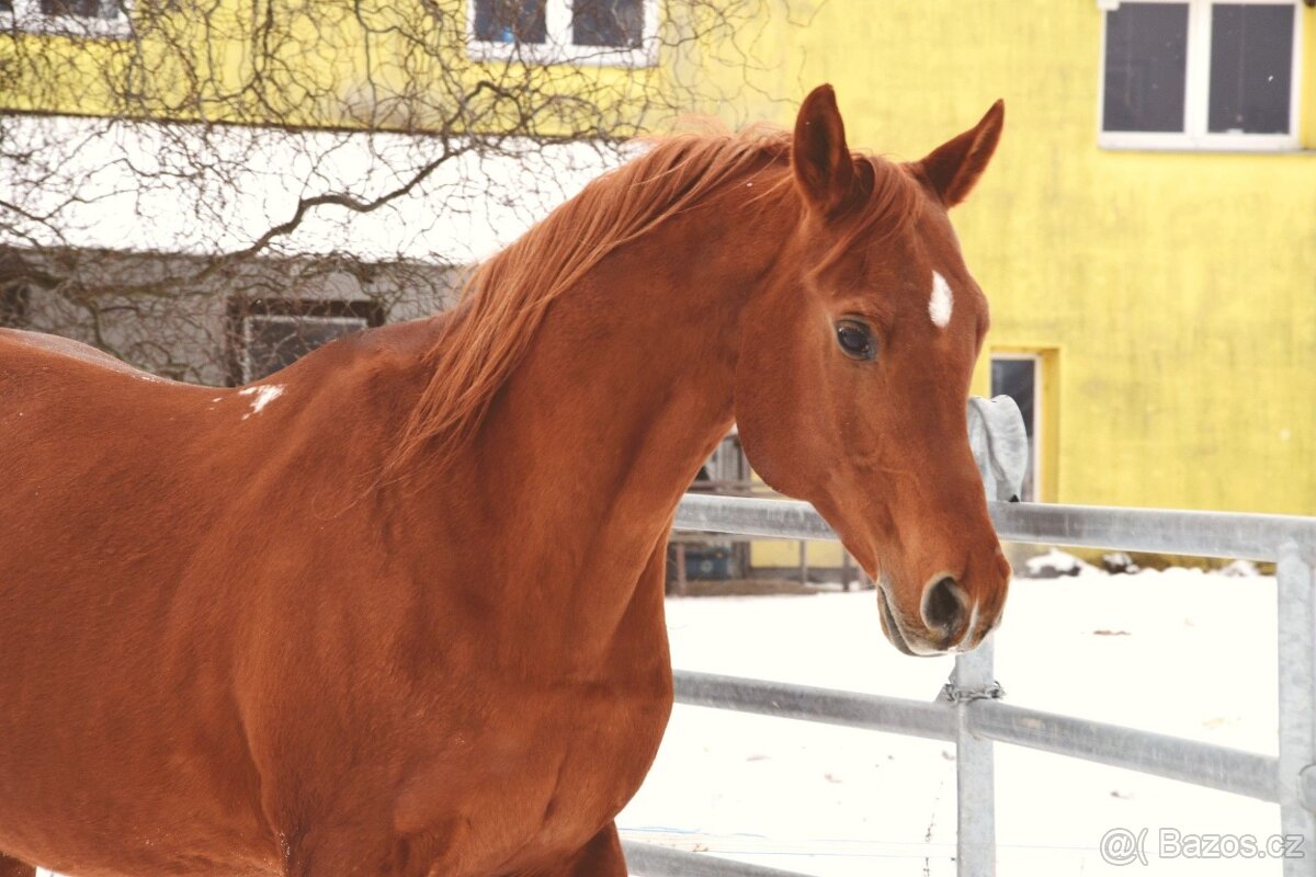 Plnokrevný arab - Připouštění- zapůjčení na sezónu 2026 - 2