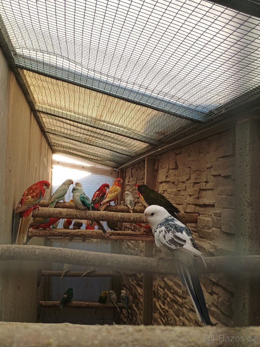 Okrasné ptactvo - 2