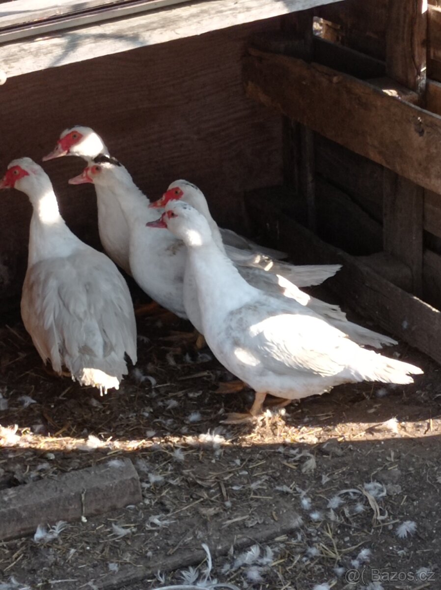 Pekingské kachny - 2