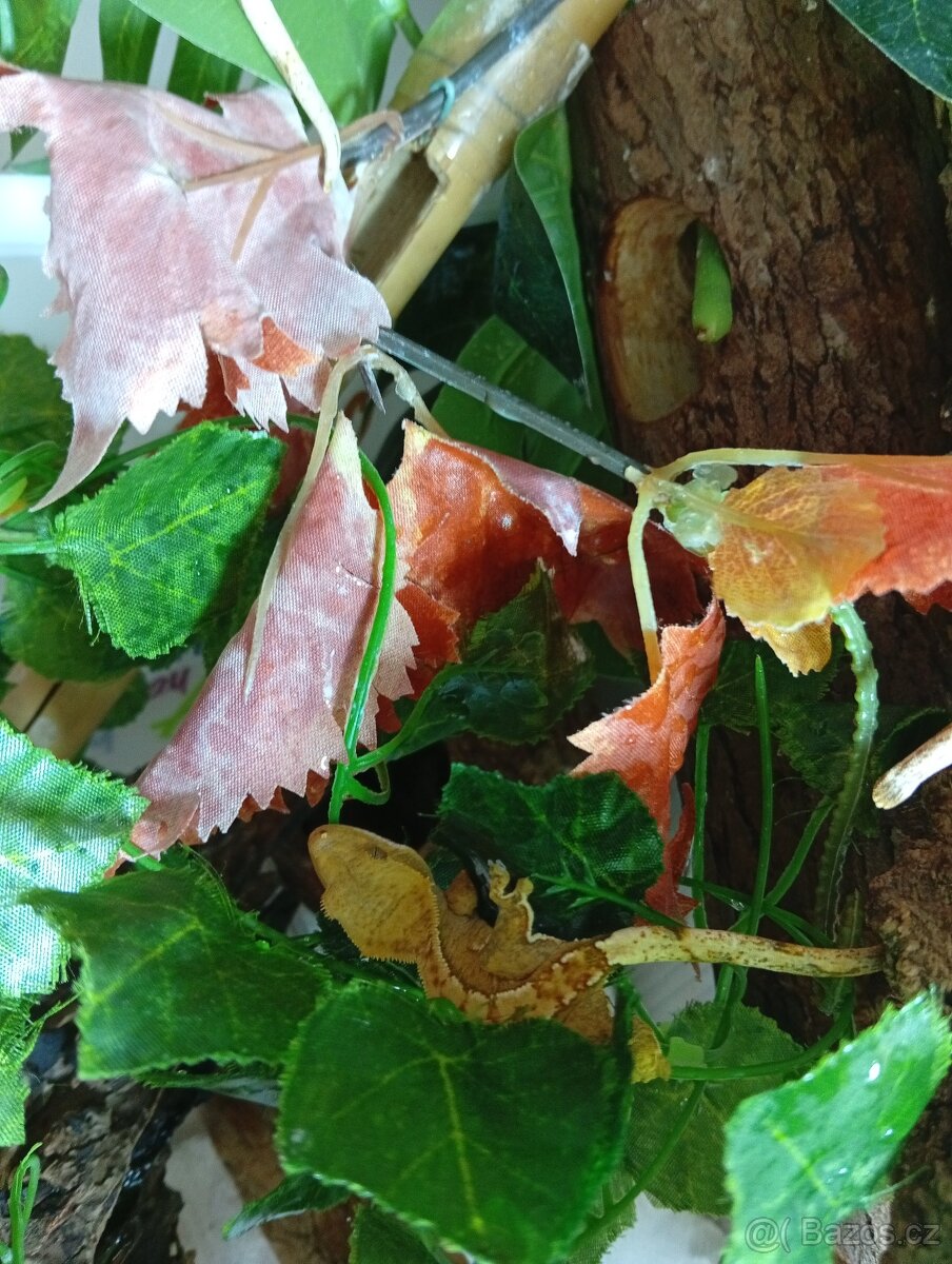 Pagekon řasnatý - 2