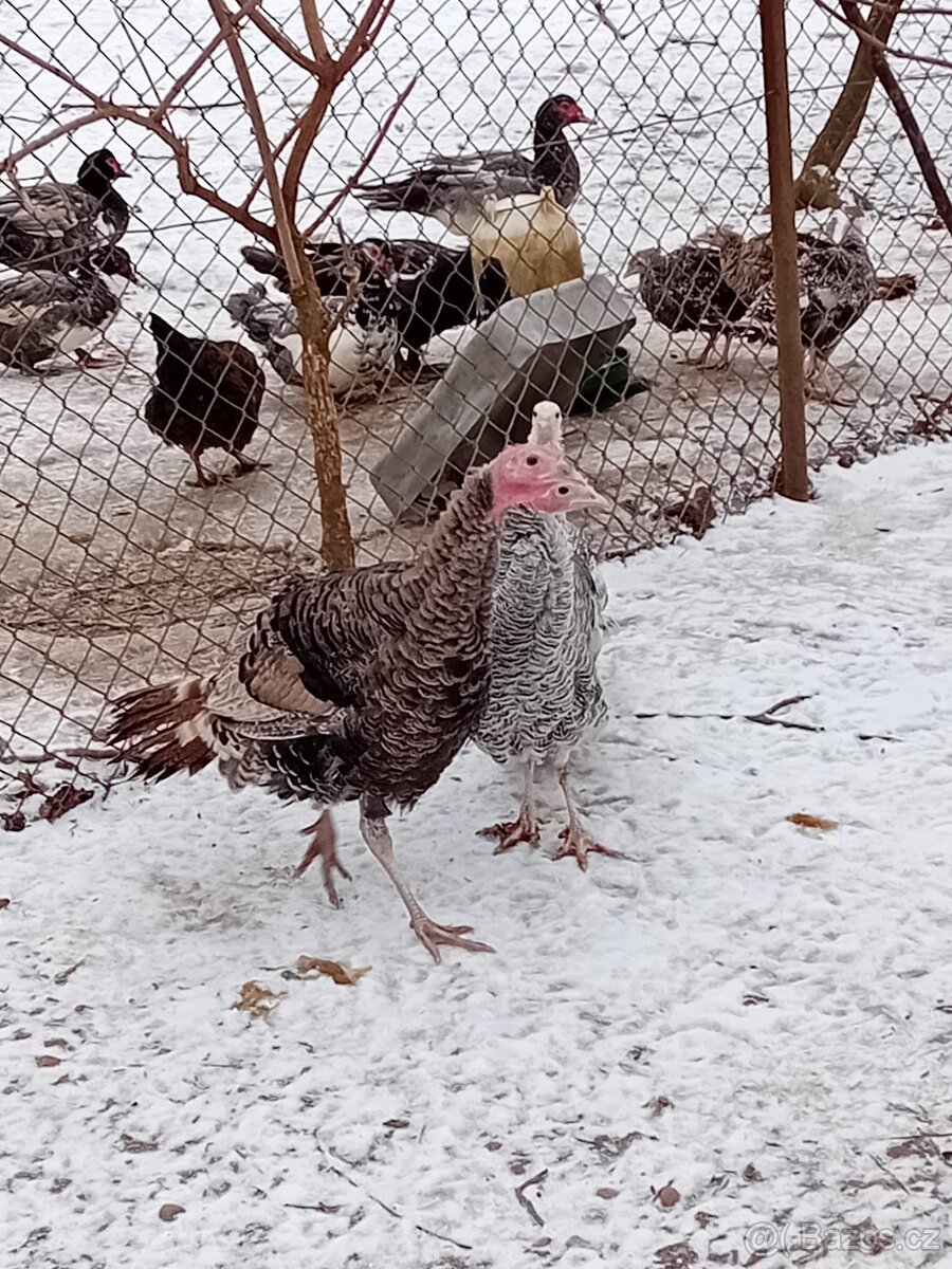 Krůty bronzové - 2