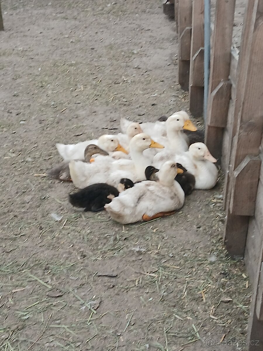 Pekingske kachny - 2