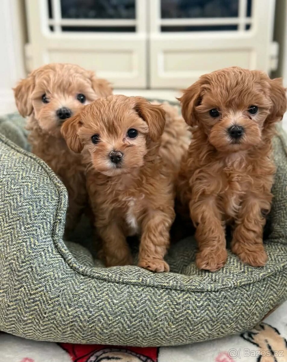 Maltipoo - 2