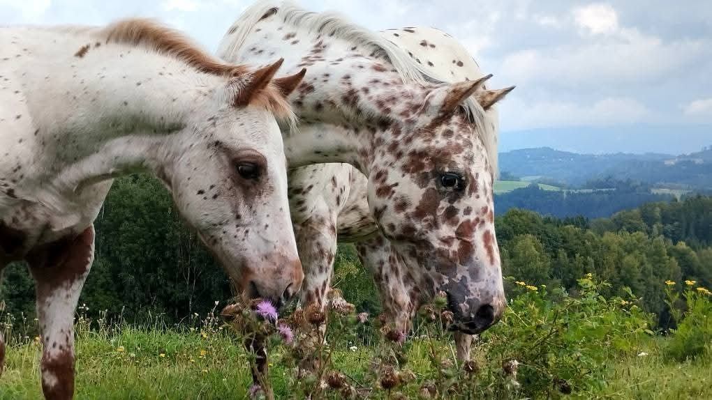 Appaloosa klisnička - 2
