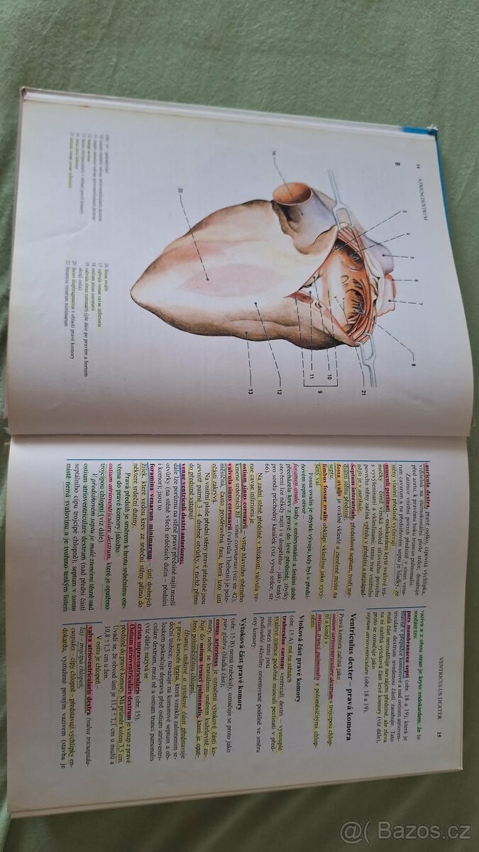 Anatomie Čihák - 2