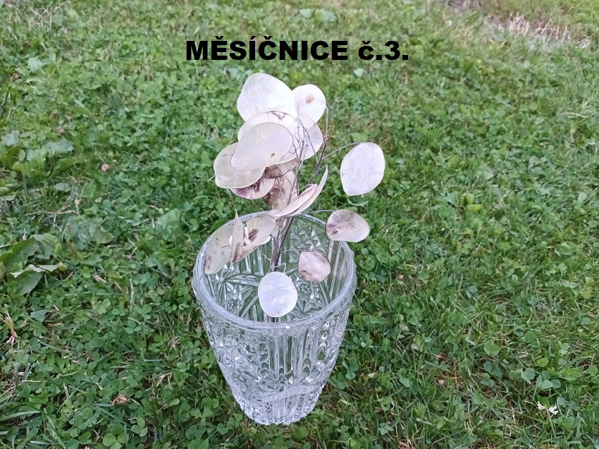 Sušené květiny - MĚSÍČNICE. - 2