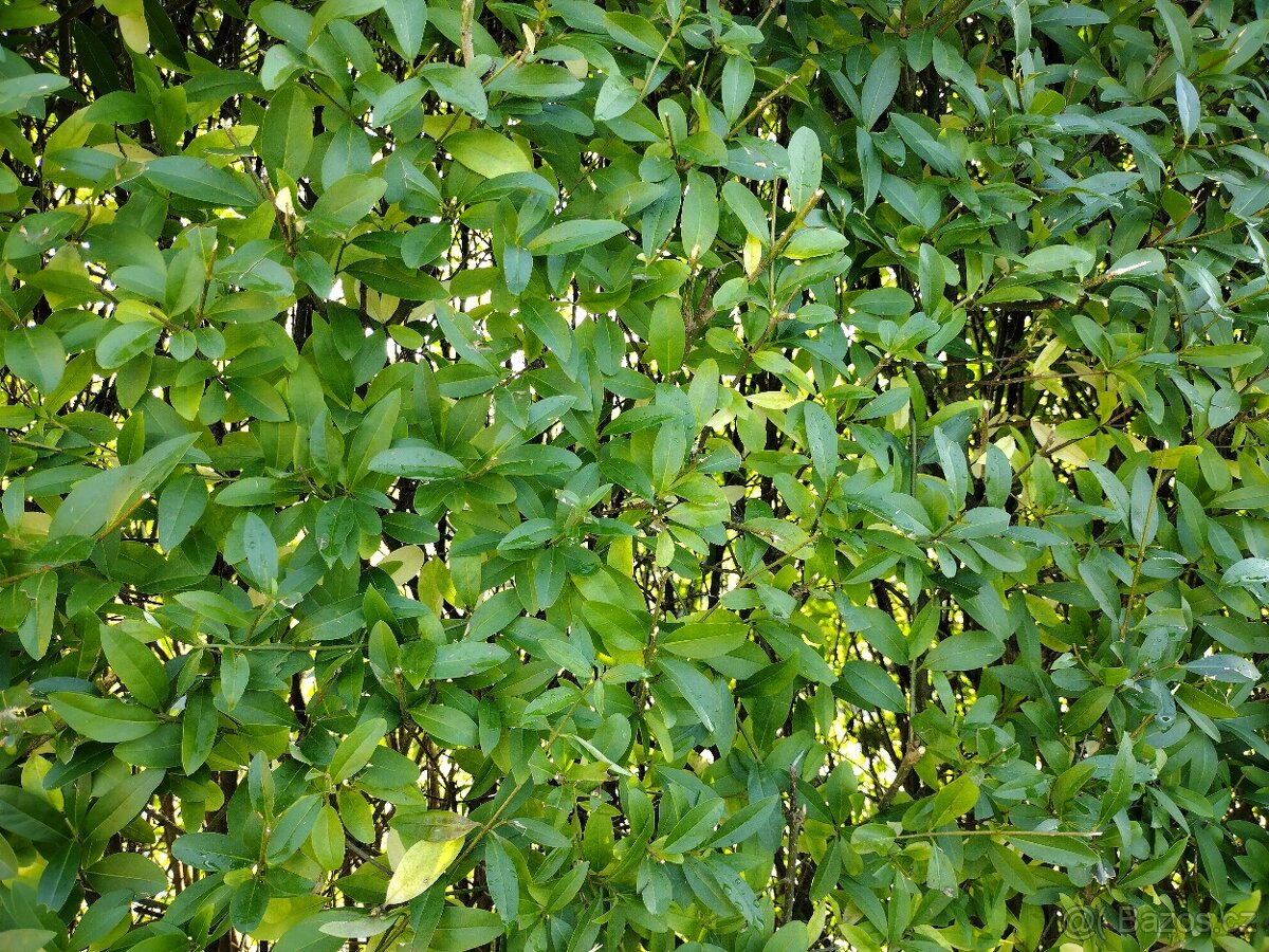 Sazenice ptačí zob - 2