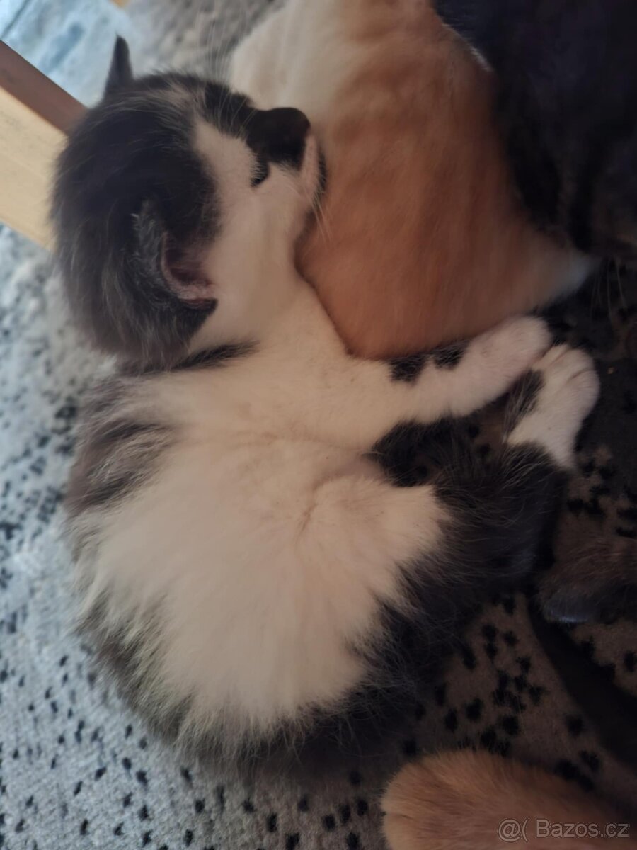 Koťata - 2