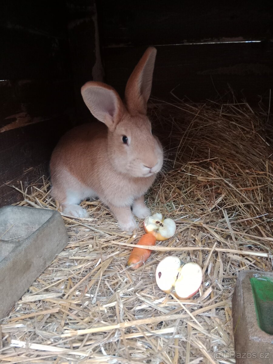 Králík - 2