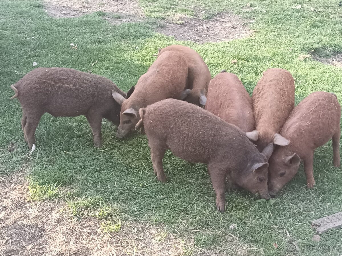 Selata mangalice - 2