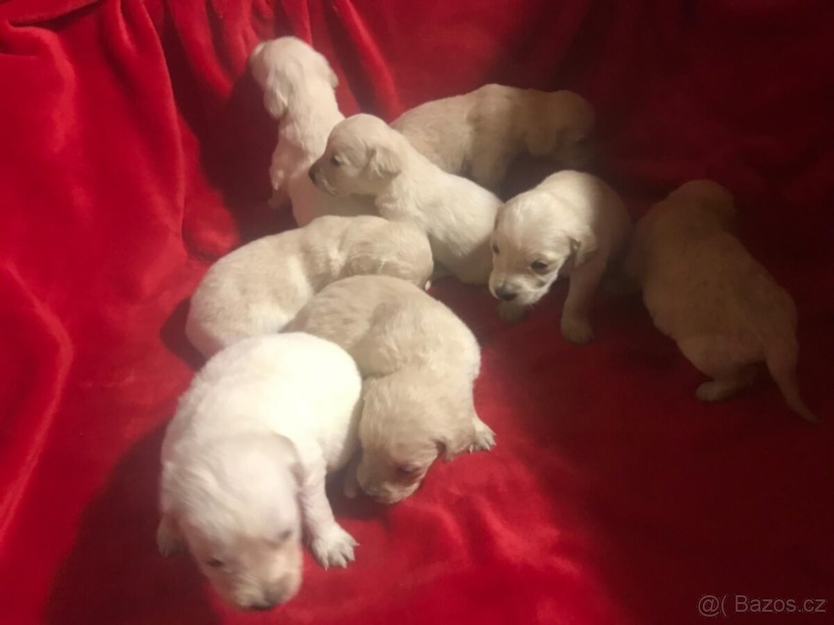 Štěňata Zlatý Retrivr - 2