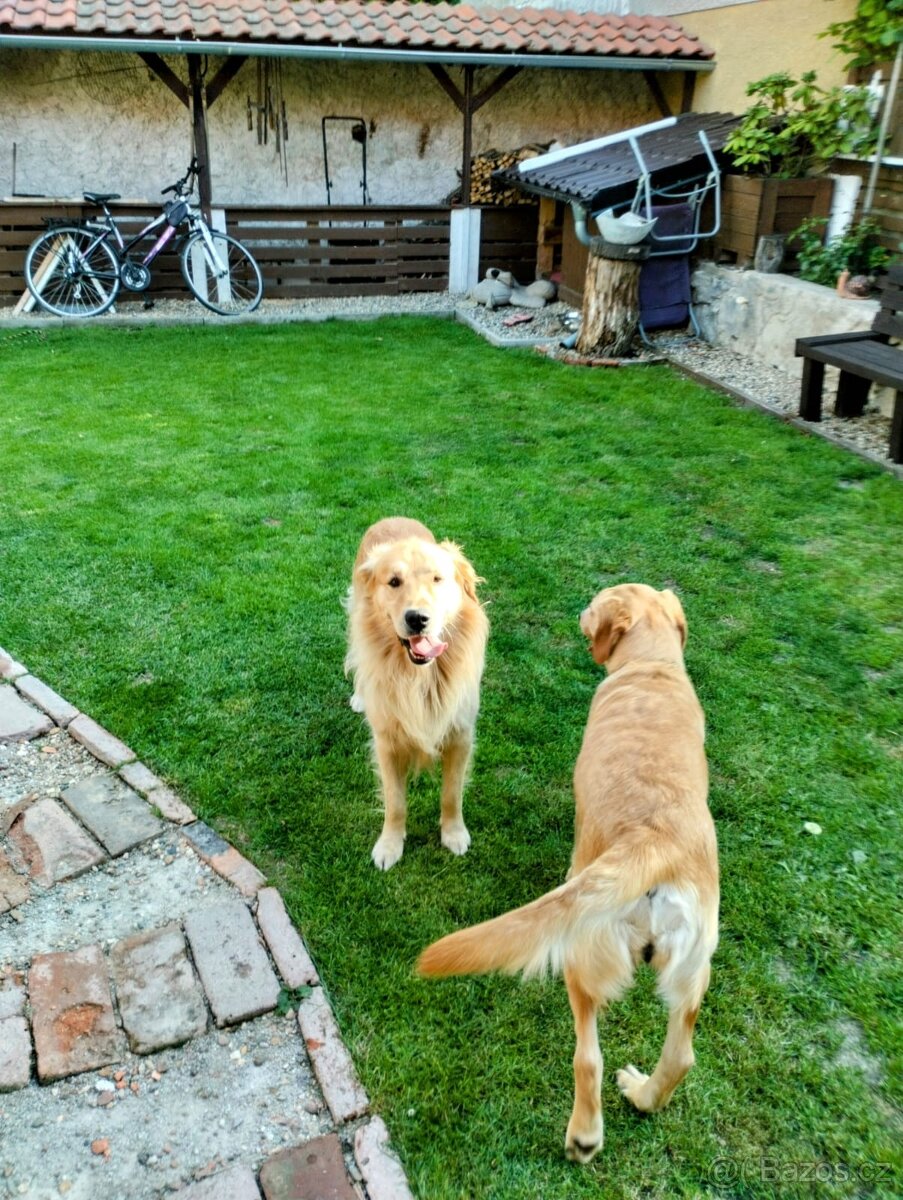 Zlatý retrívr bez PP - 2