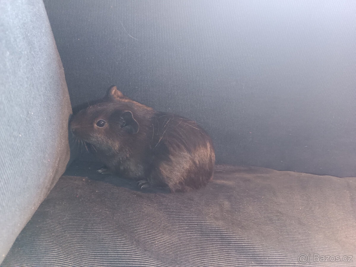 Malá morčata z domácího chovu (i jednotlivě) - 2