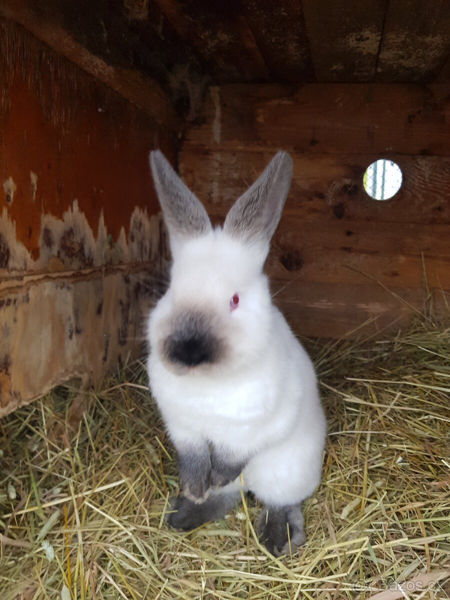 Kalifornský černý - 2